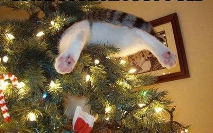 Silly Cat Pictures You Have To See To Believe (21 pics)