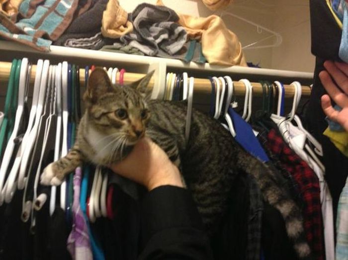 Silly Cat Pictures You Have To See To Believe (21 pics)