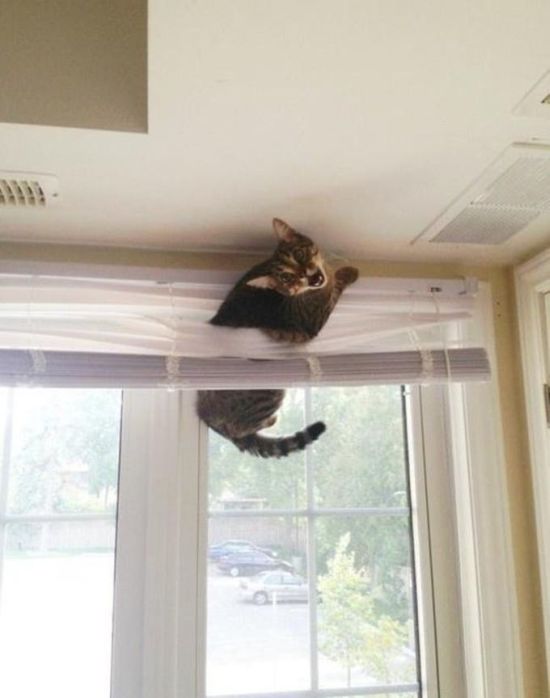 Silly Cat Pictures You Have To See To Believe (21 pics)