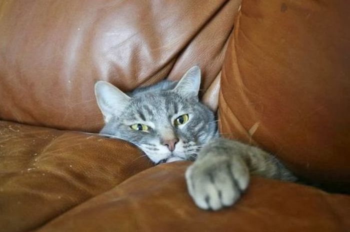 Silly Cat Pictures You Have To See To Believe (21 pics)