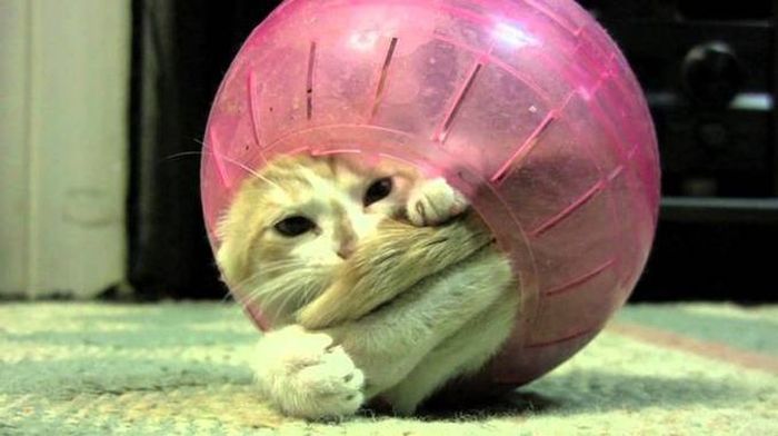 Silly Cat Pictures You Have To See To Believe (21 pics)