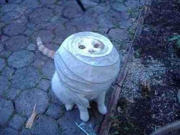 Silly Cat Pictures You Have To See To Believe (21 pics)
