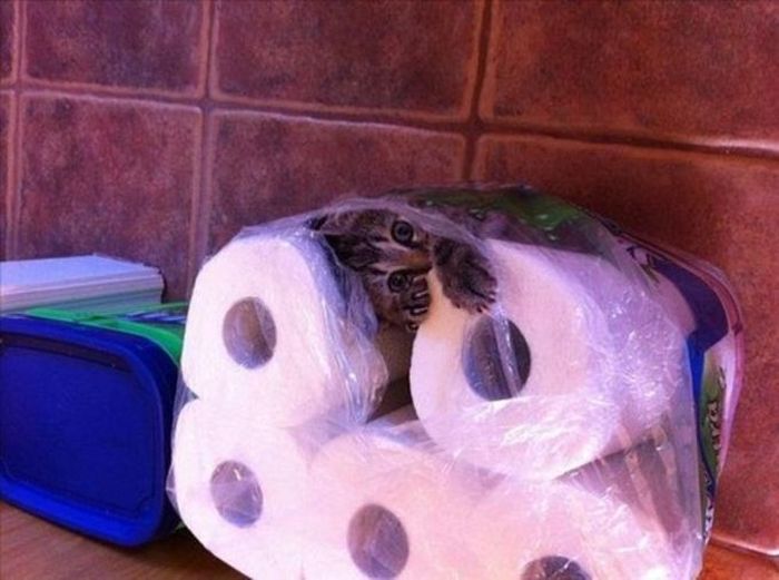 Silly Cat Pictures You Have To See To Believe (21 pics)