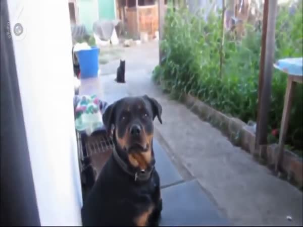 Guy And A Dog