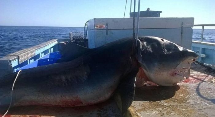 This 18 Foot Monster Shark Will Keep You Out Of The Ocean For Life (2 pics)