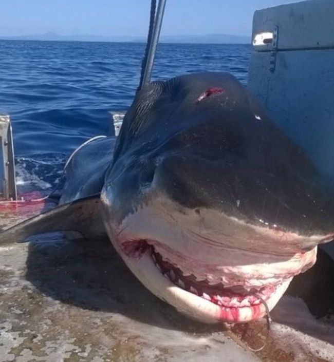 This 18 Foot Monster Shark Will Keep You Out Of The Ocean For Life (2 pics)