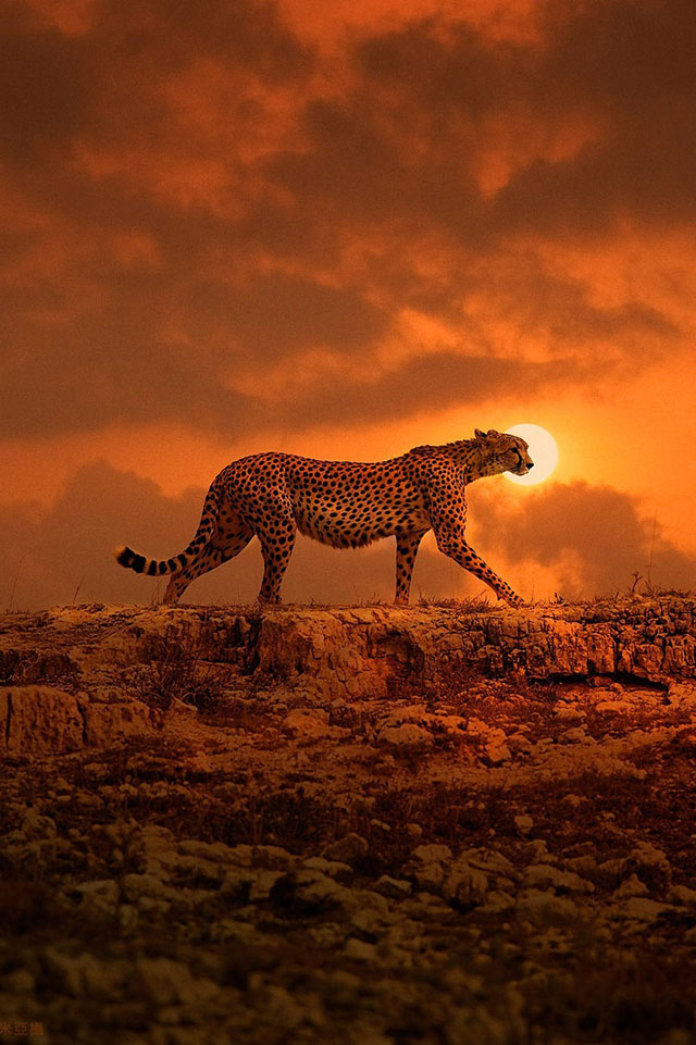 A Tribute To The Majestic Animals Of This World (33 pics)