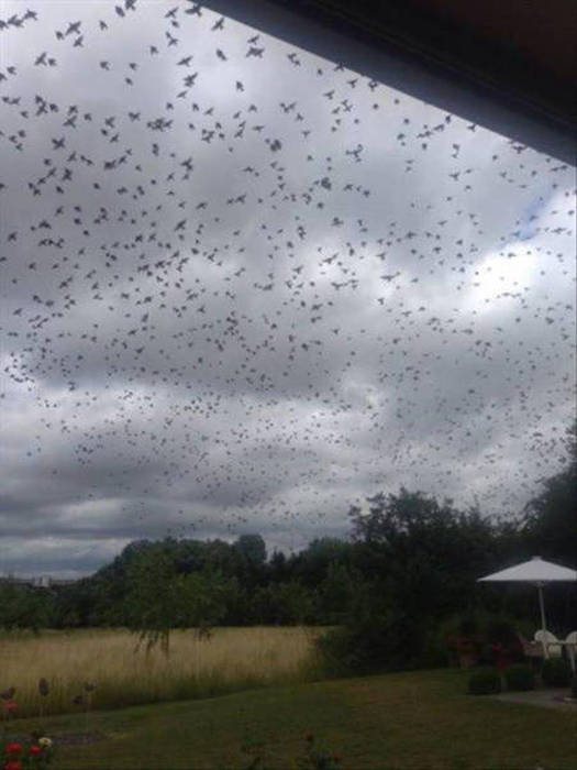 You Know Things Are Getting Crazy When (46 pics)