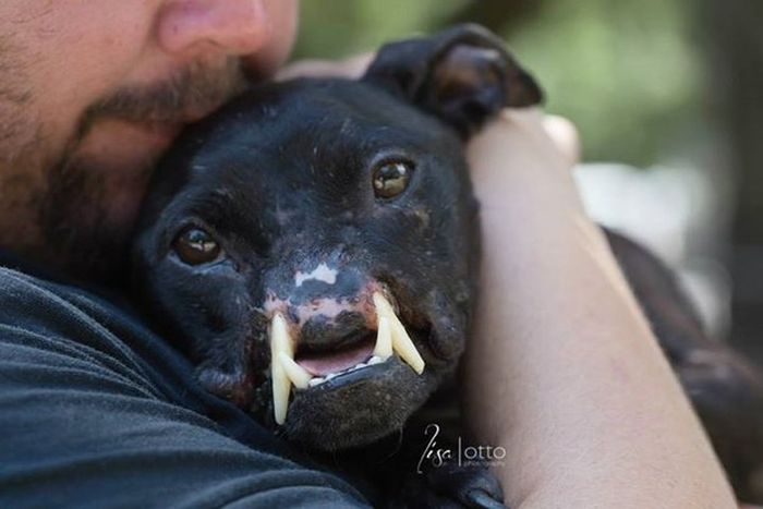 This Abused Pit Bull But Comes With A Whole Lot Of Love (6 pics)