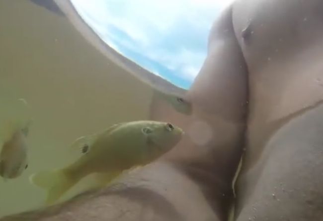 Little Fish Bites Man's Nipple