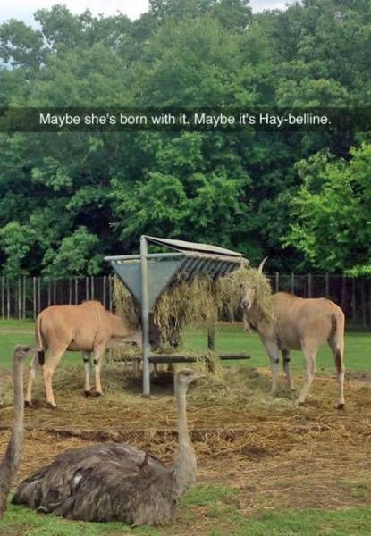 Puns That Managed To Be Stupid And Funny At The Same Time (51 pics)