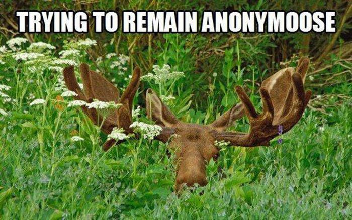 Puns That Managed To Be Stupid And Funny At The Same Time (51 pics)