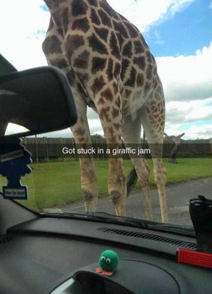 Puns That Managed To Be Stupid And Funny At The Same Time (51 pics)