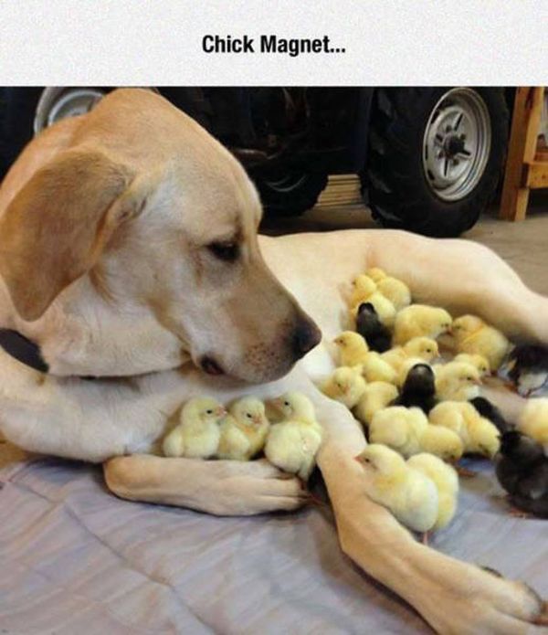 Puns That Managed To Be Stupid And Funny At The Same Time (51 pics)