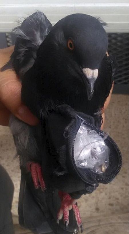 Authorities Caught A Drug Smuggling Bird At A Prison In San Jose (3 pics)