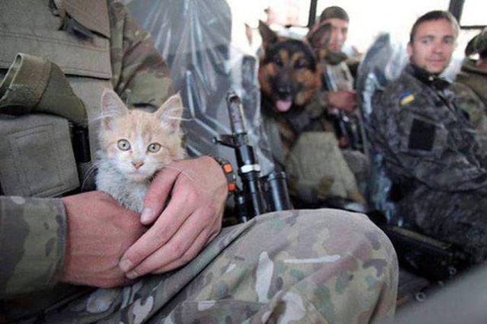 Soldiers Spend A Little Time Cuddling With Cats (31 pics)