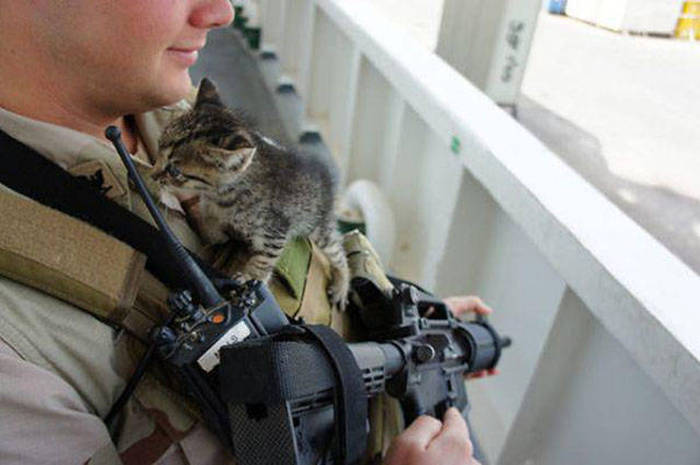 Soldiers Spend A Little Time Cuddling With Cats  31 pics 