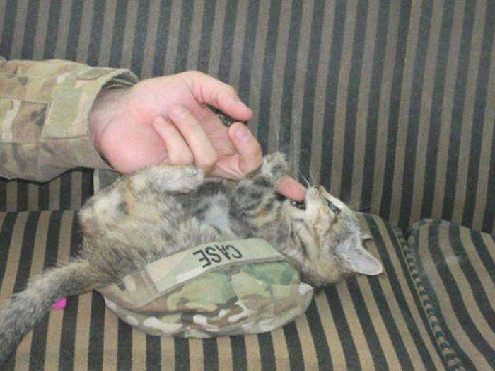 Soldiers Spend A Little Time Cuddling With Cats (31 pics)