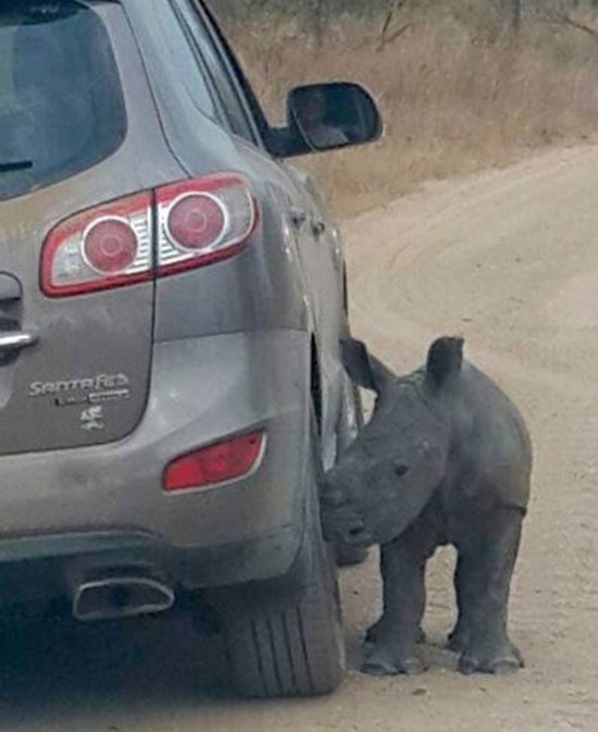Baby Rhino Tries To Befriend A Jeep After His Mother Is Killed By Poachers (3 pics)