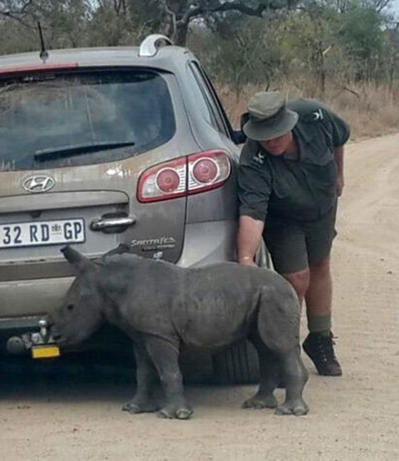 Baby Rhino Tries To Befriend A Jeep After His Mother Is Killed By Poachers (3 pics)