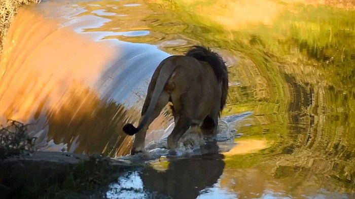 Embarrassed Lion Gets Caught Falling Down A Waterfall (6 pics)