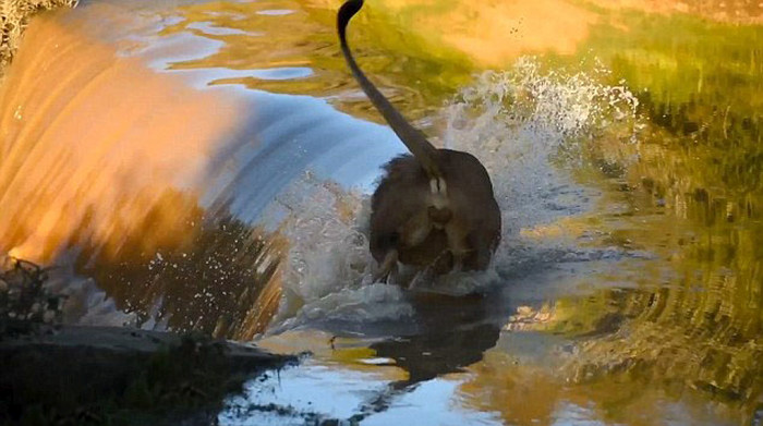 Embarrassed Lion Gets Caught Falling Down A Waterfall (6 pics)