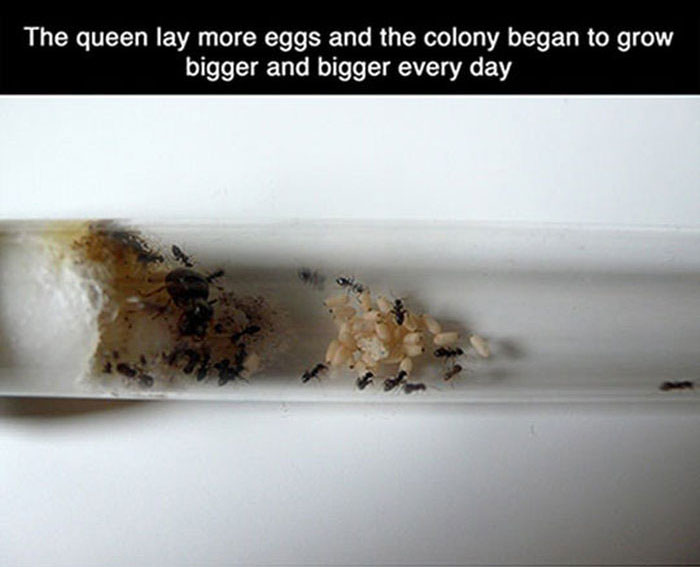 How To Create Your Own Ant Colony (13 pics)