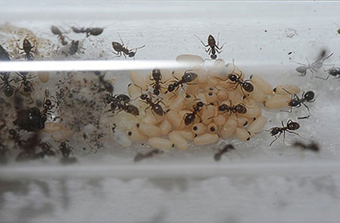 How To Create Your Own Ant Colony (13 pics)