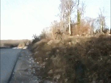 15 Gifs That Show Special Forces In Action (15 gifs)