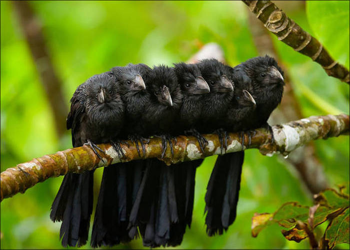 Birds Cuddle Up to Stay Warm (22 pics)