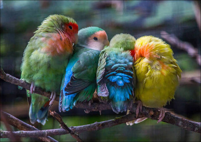 Birds Cuddle Up to Stay Warm (22 pics)