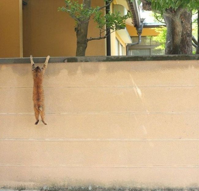 Acid Picdump (98 pics)