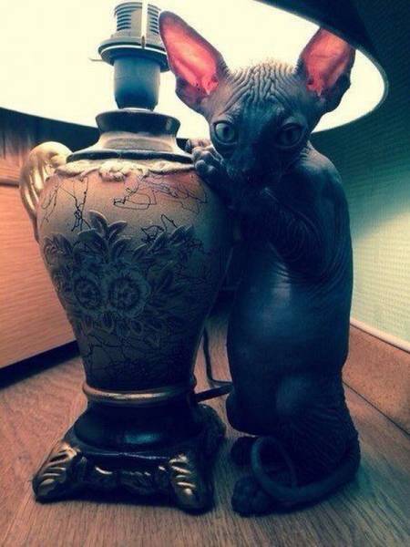 Acid Picdump (98 pics)