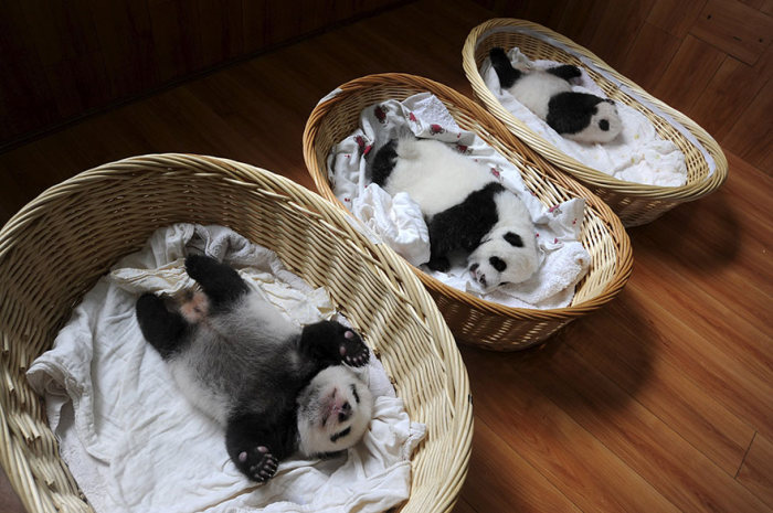 Panda Babies Make Their First Appearance At Panda Breeding Center (16 pics)