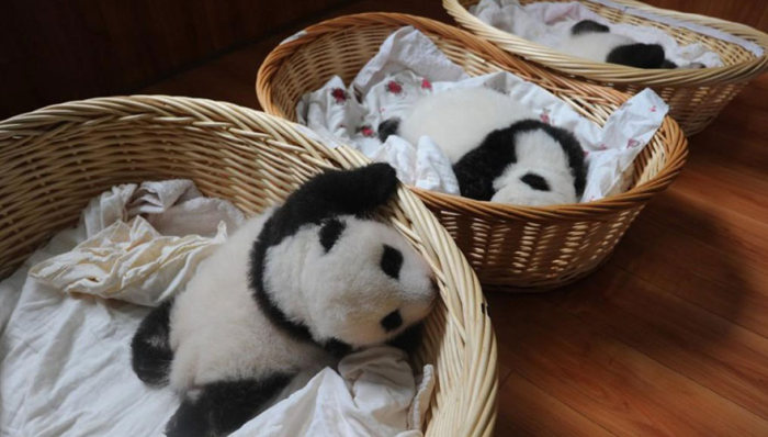 Panda Babies Make Their First Appearance At Panda Breeding Center (16 pics)