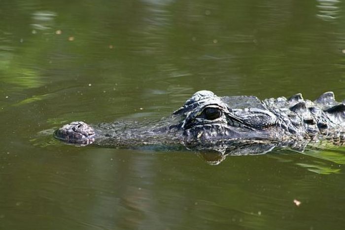 What Alligators Look Like When They Walk Underwater (3 pics)