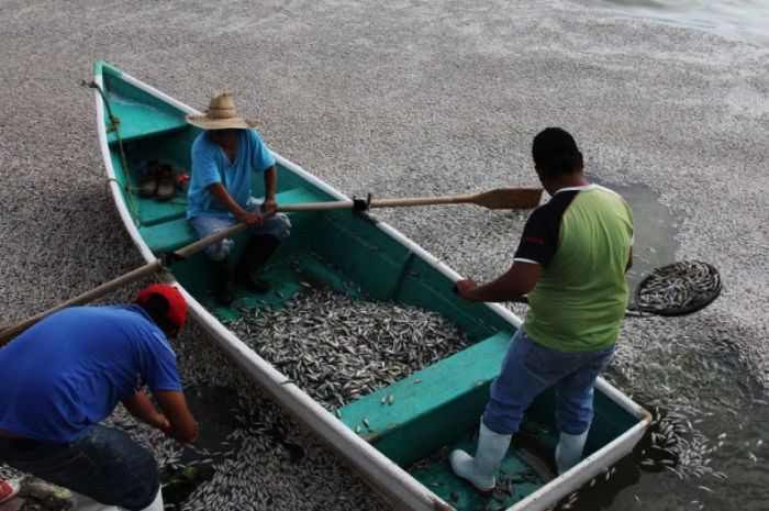 Fishermen Discover 40 Tons Of Dead Fish (19 pics)