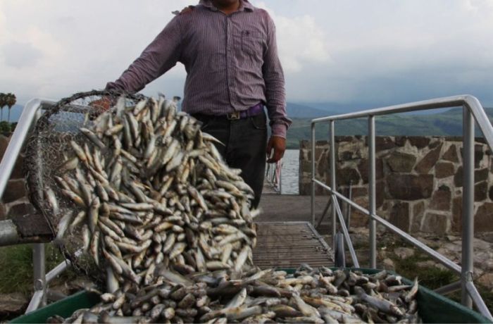Fishermen Discover 40 Tons Of Dead Fish (19 pics)