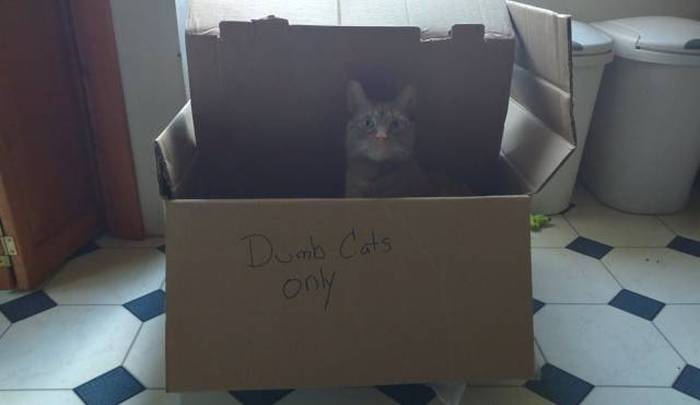 Acid Picdump (108 pics)