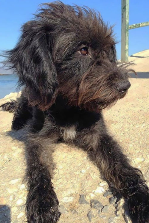 This Woman Flew 6000 Miles To Bring Home A Stray Dog (5 pics)
