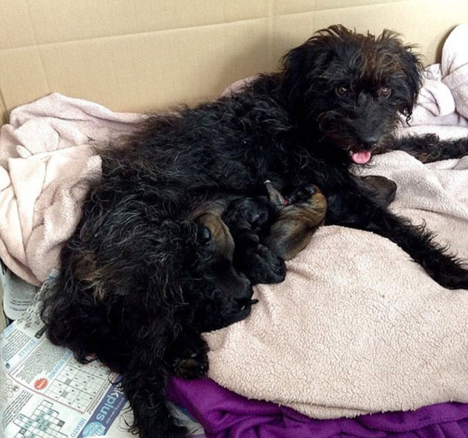 This Woman Flew 6000 Miles To Bring Home A Stray Dog (5 pics)