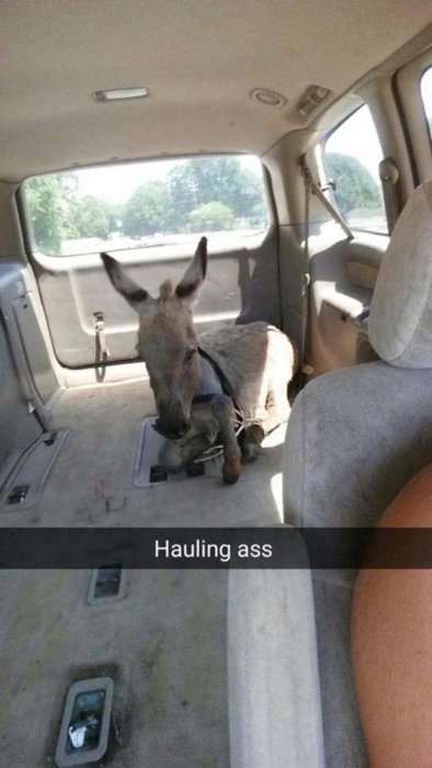 Proof That Snapchat Is The Most Ridiculous Place On Earth (22 pics)