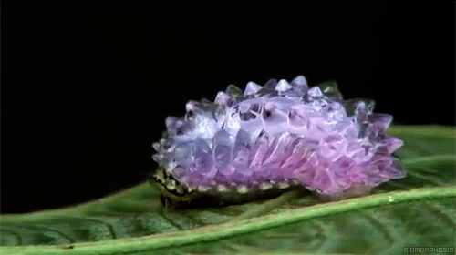 Insects And Parasites Are Oddly Mesmerizing In GIF Form (20 pics)