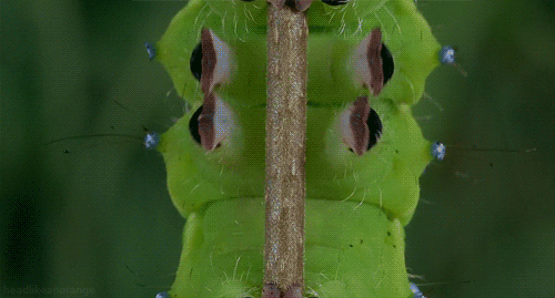 Insects And Parasites Are Oddly Mesmerizing In GIF Form (20 pics)