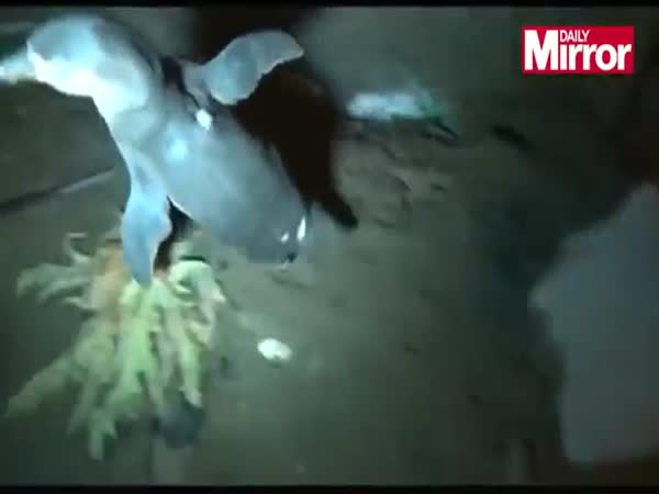 Police Chases Cute Penguin in Peru