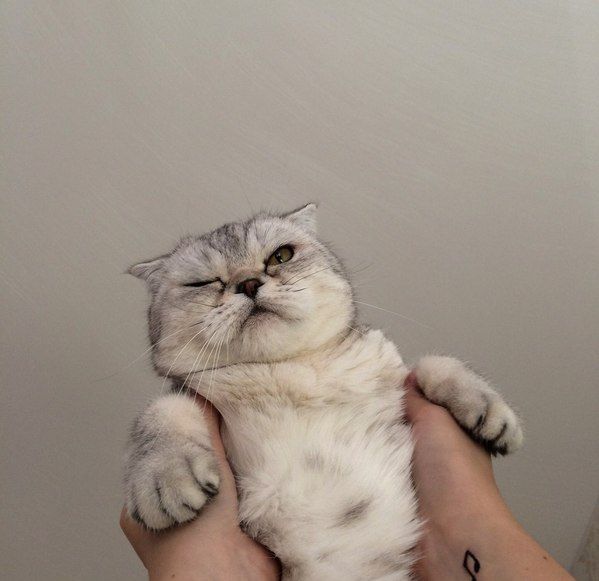 Acid Picdump (102 pics)