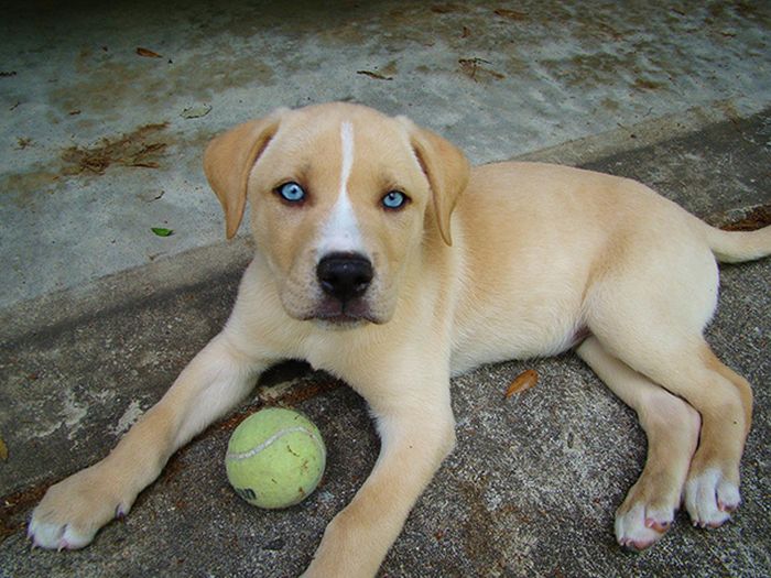 Crossbreed Dogs  (38 pics)