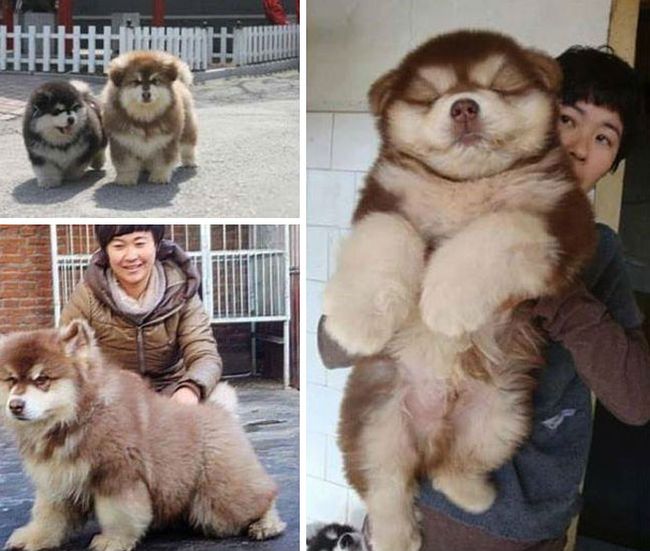 Crossbreed Dogs  (38 pics)