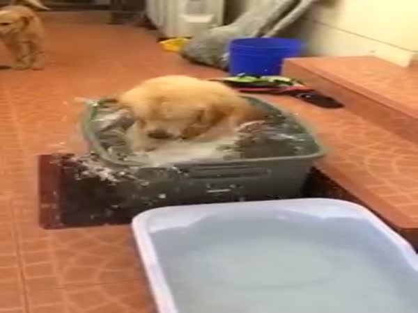 Bathing Dog