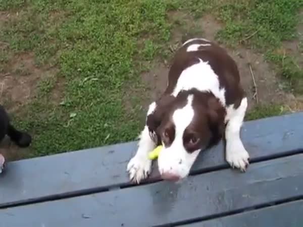 Blind Dog Plays With A Ball
